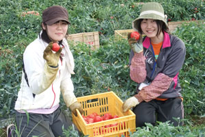 津南町・加工用トマト収獲隊（2泊3日）