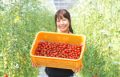 フルーツトマトを栽培する三浦綾香綾佳さん